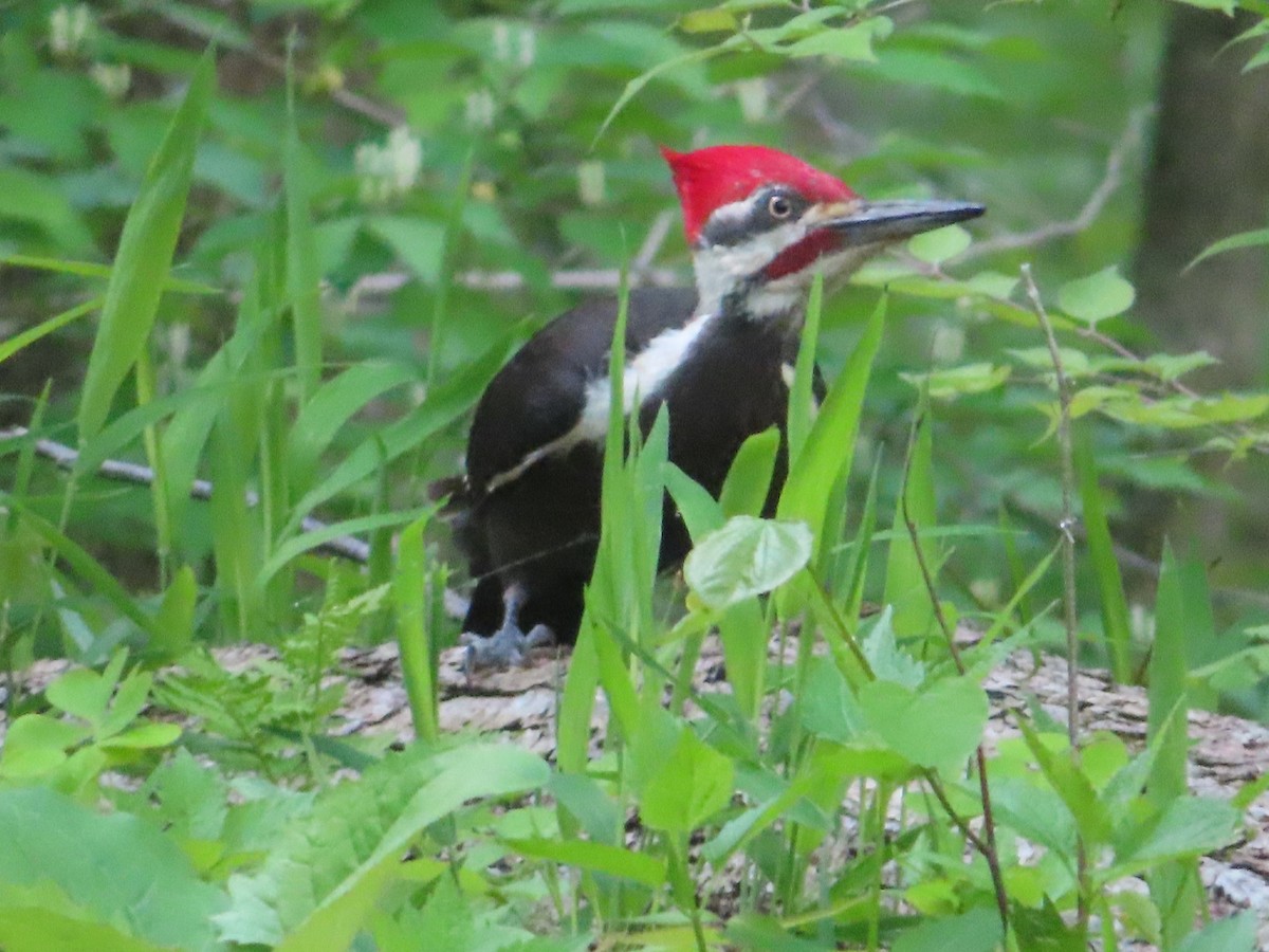 Pileated Woodpecker - ML337518971