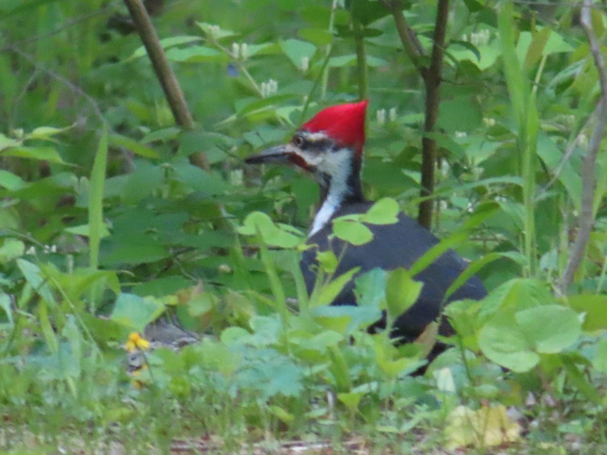 Pileated Woodpecker - ML337519191