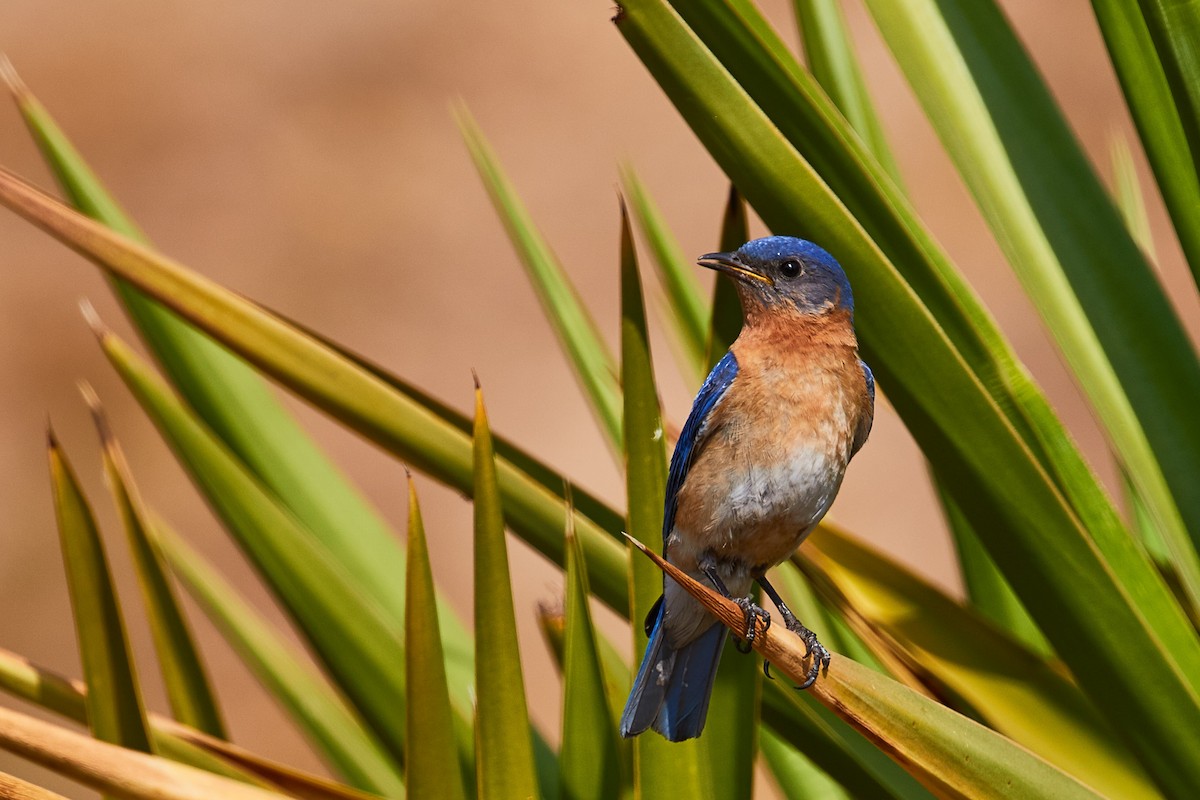 Eastern Bluebird - Mark Stackhouse