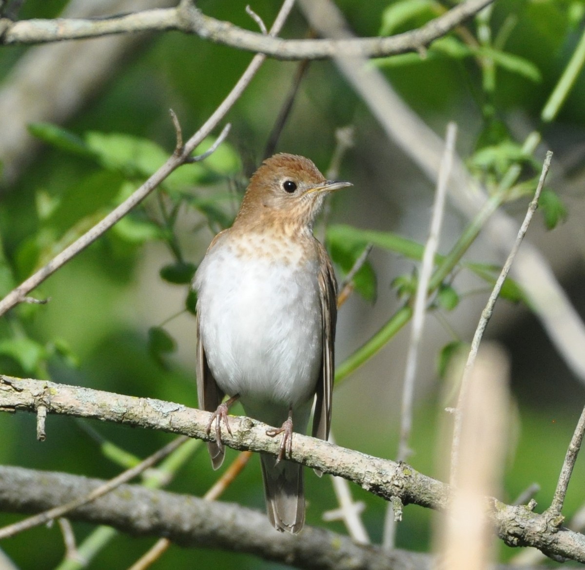 Veery - ML337520761