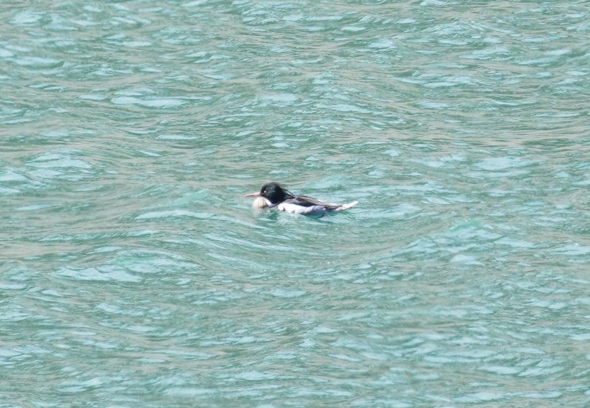 Red-breasted Merganser - Bill Hunt