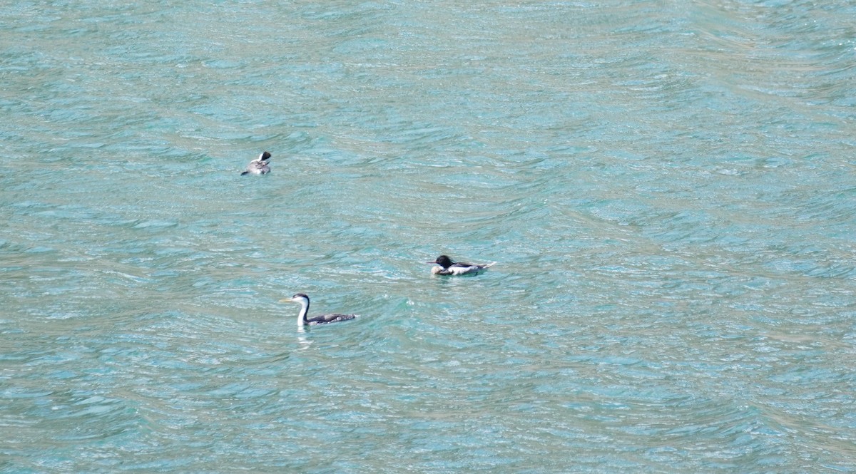 Red-breasted Merganser - ML337521171