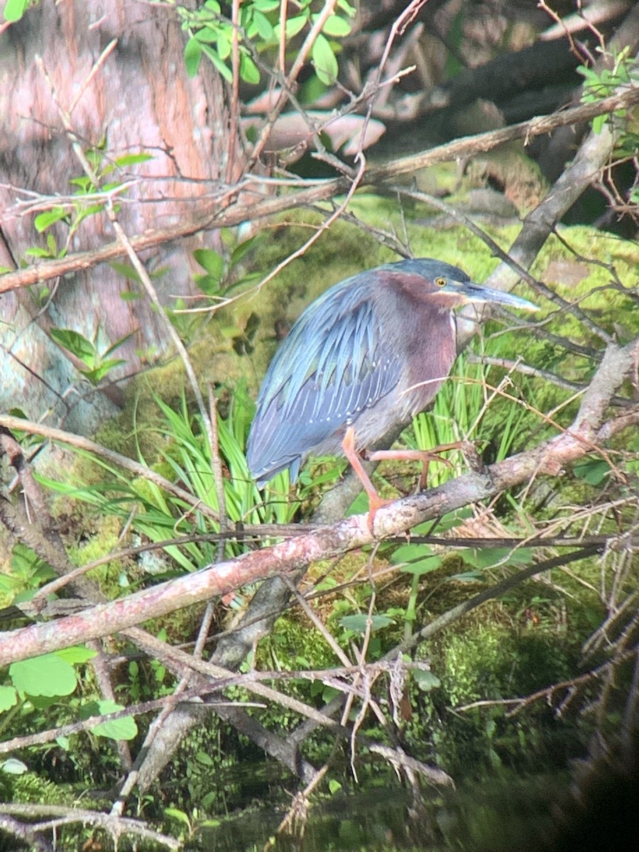 Green Heron - ML337522121