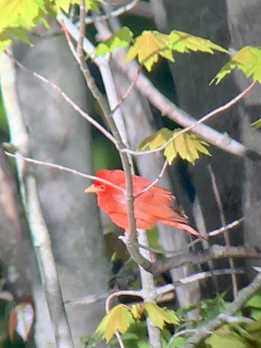 Summer Tanager - Tina Green