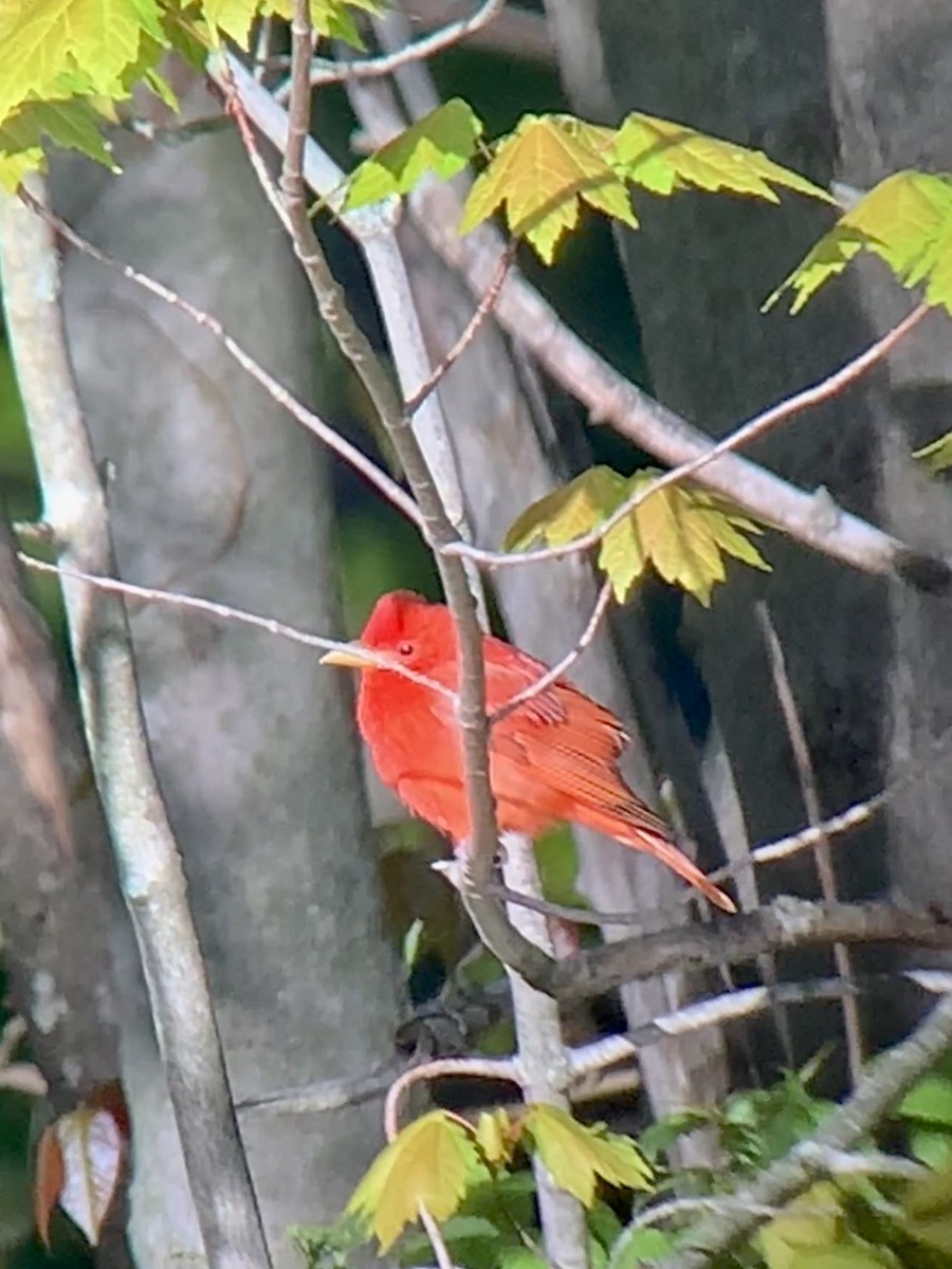 Summer Tanager - ML337522361