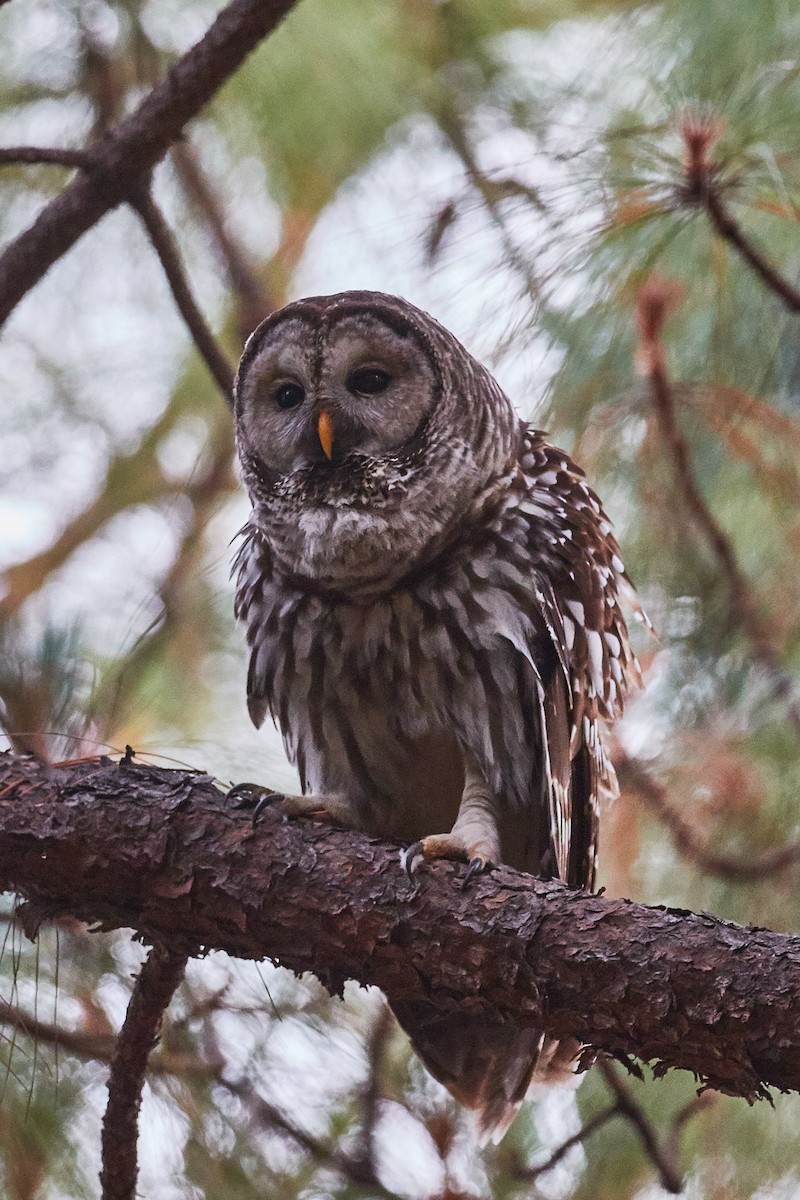 Cinereous Owl - ML337523361