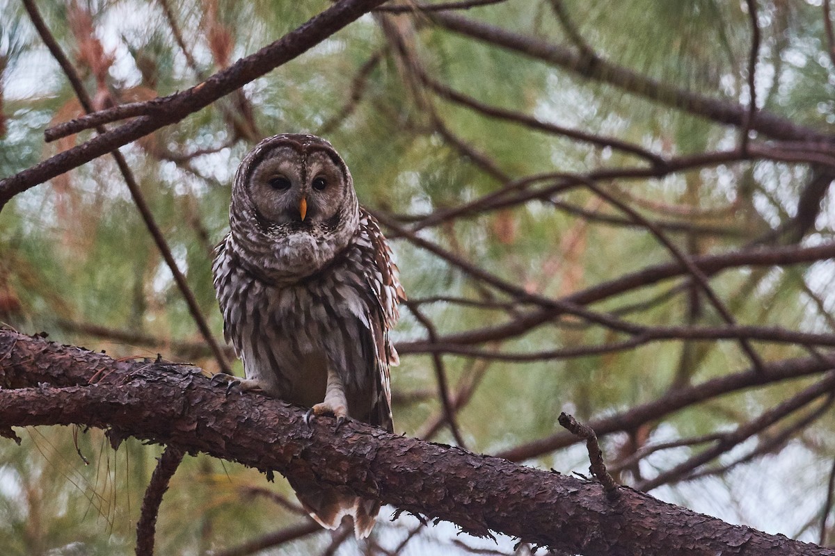 Cinereous Owl - ML337524071