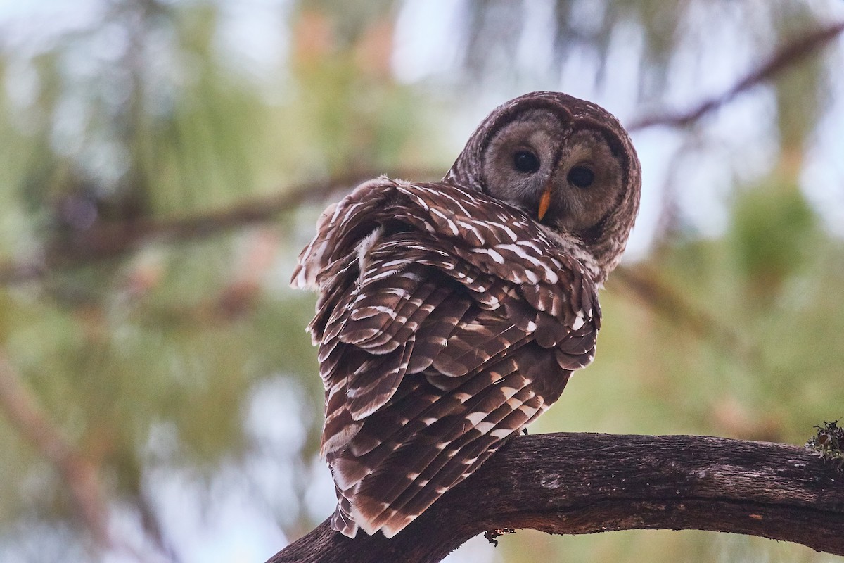 Cinereous Owl - Mark Stackhouse