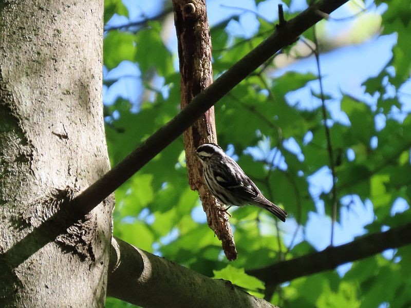 Black-and-white Warbler - ML337524661