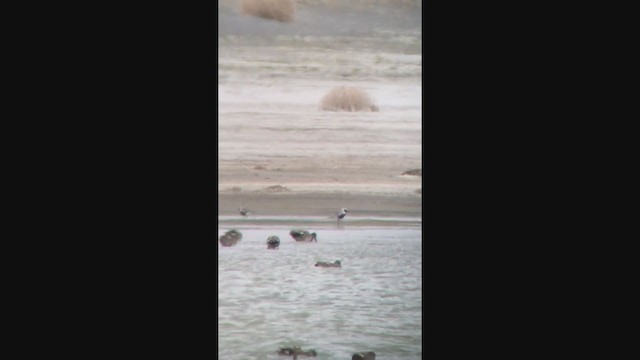 Black-bellied Plover - ML337525881