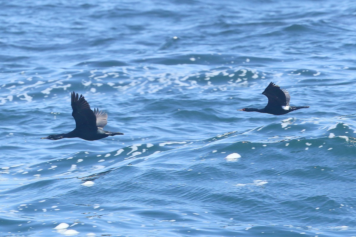 Cormorán Pelágico - ML337526481