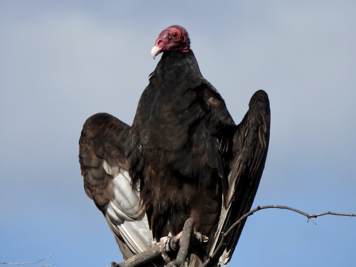 Urubu à tête rouge - ML337529191