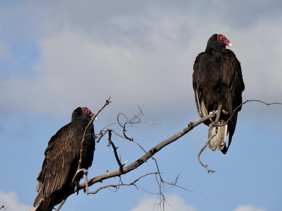 Turkey Vulture - ML337529201