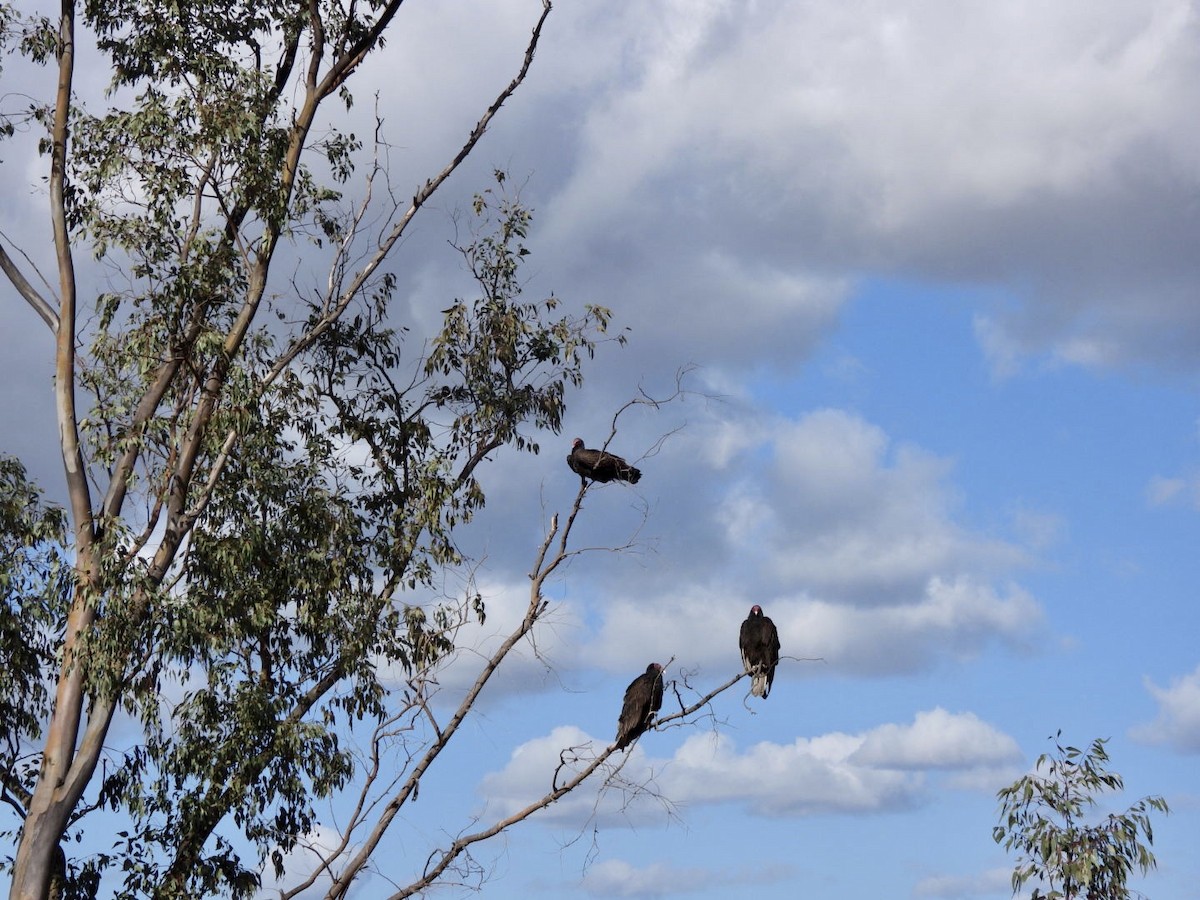 Turkey Vulture - ML337529231