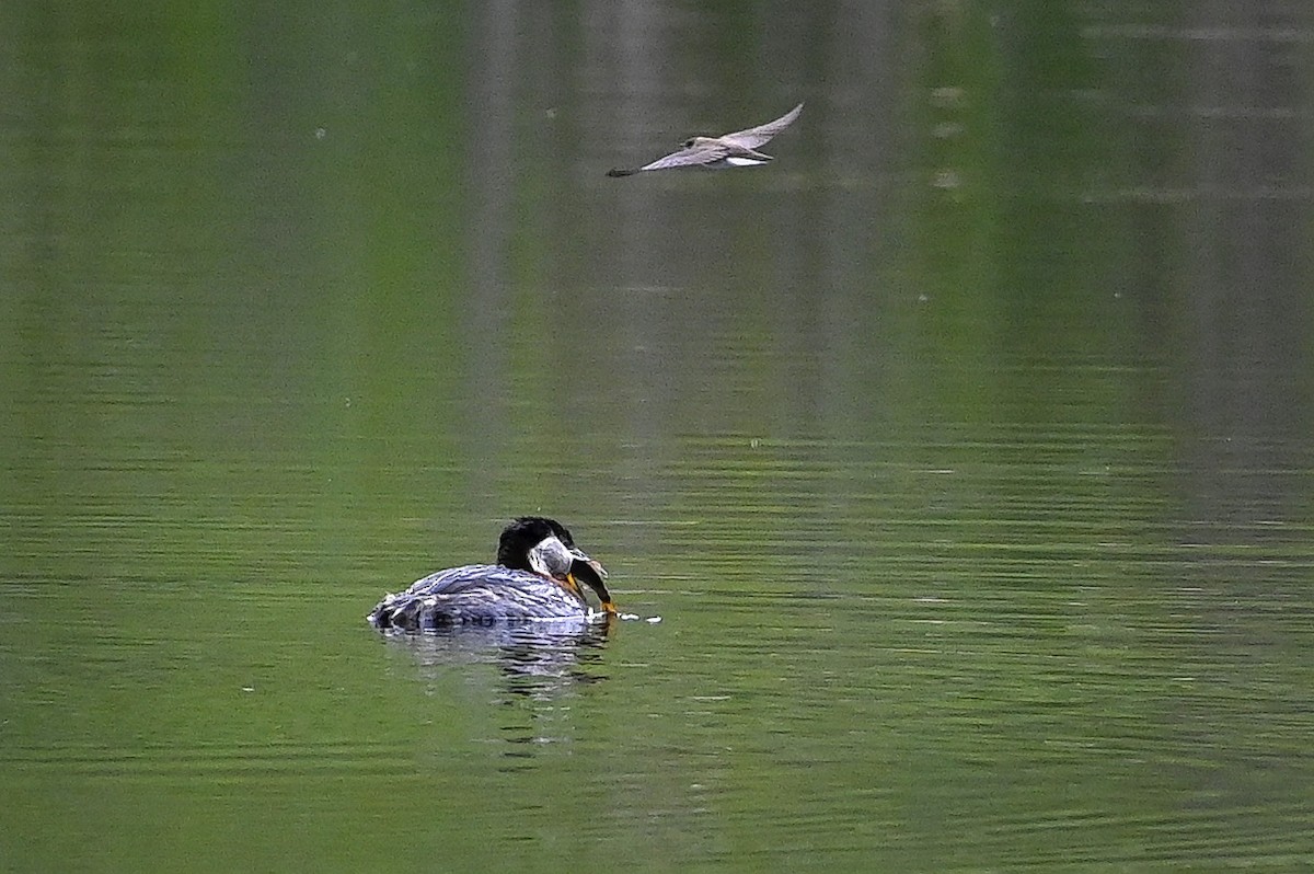 Red-necked Grebe - ML337530121