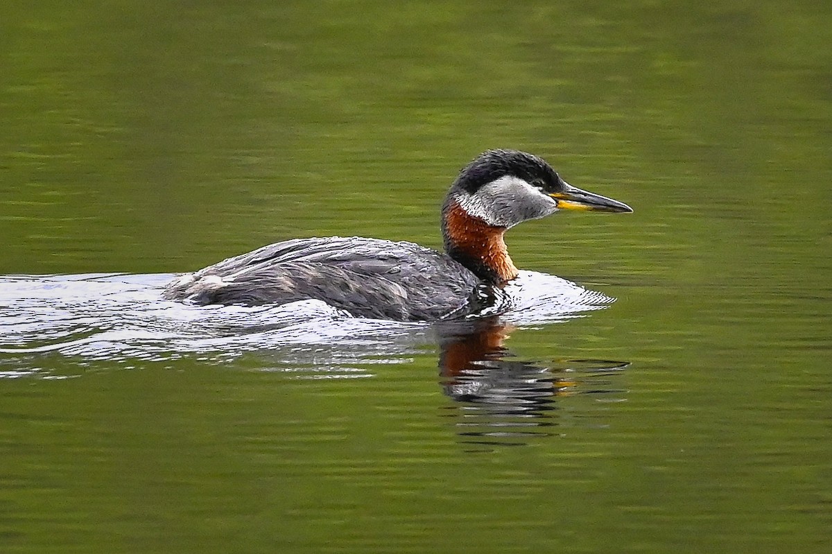 Red-necked Grebe - ML337530141