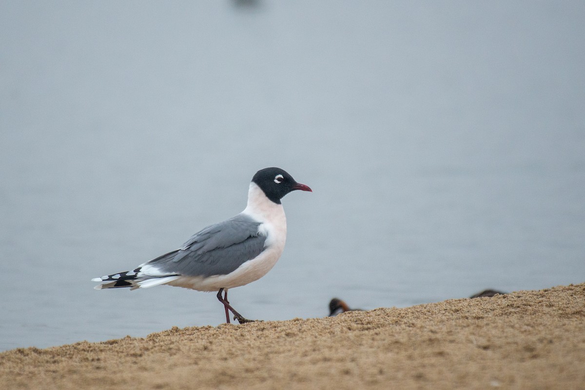 Franklin's Gull - ML337530541