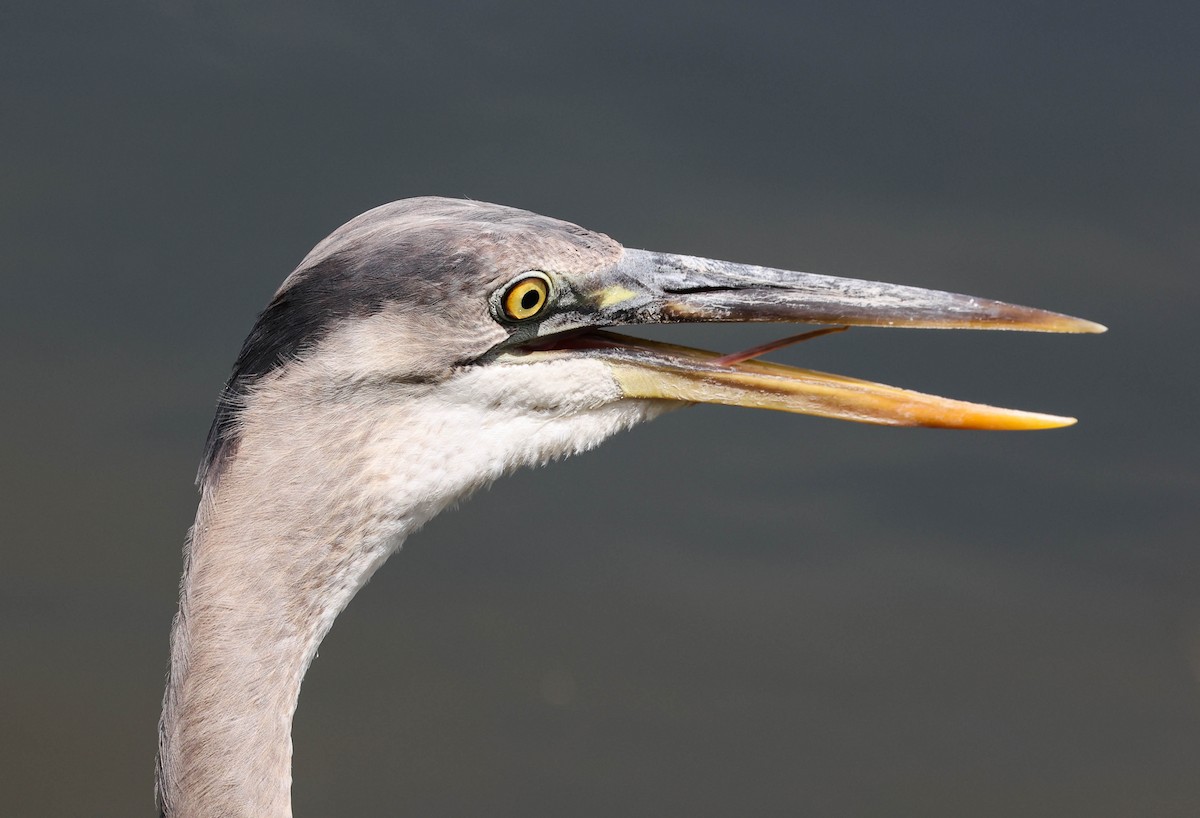 Great Blue Heron (Great Blue) - ML337530581