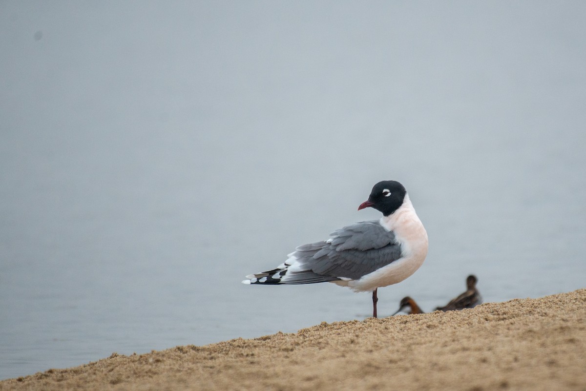 Franklin's Gull - ML337530611