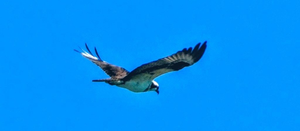 Águila Pescadora - ML337530771