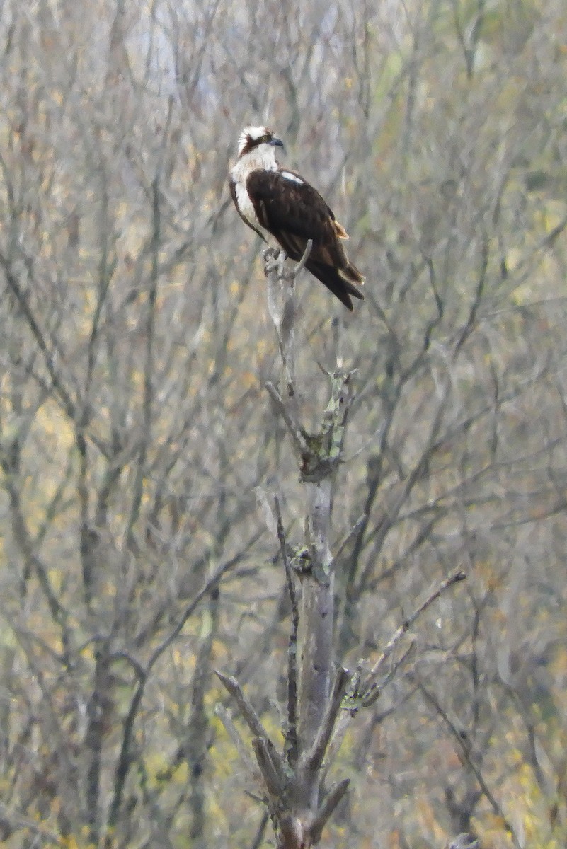 Osprey - Clay Poitras