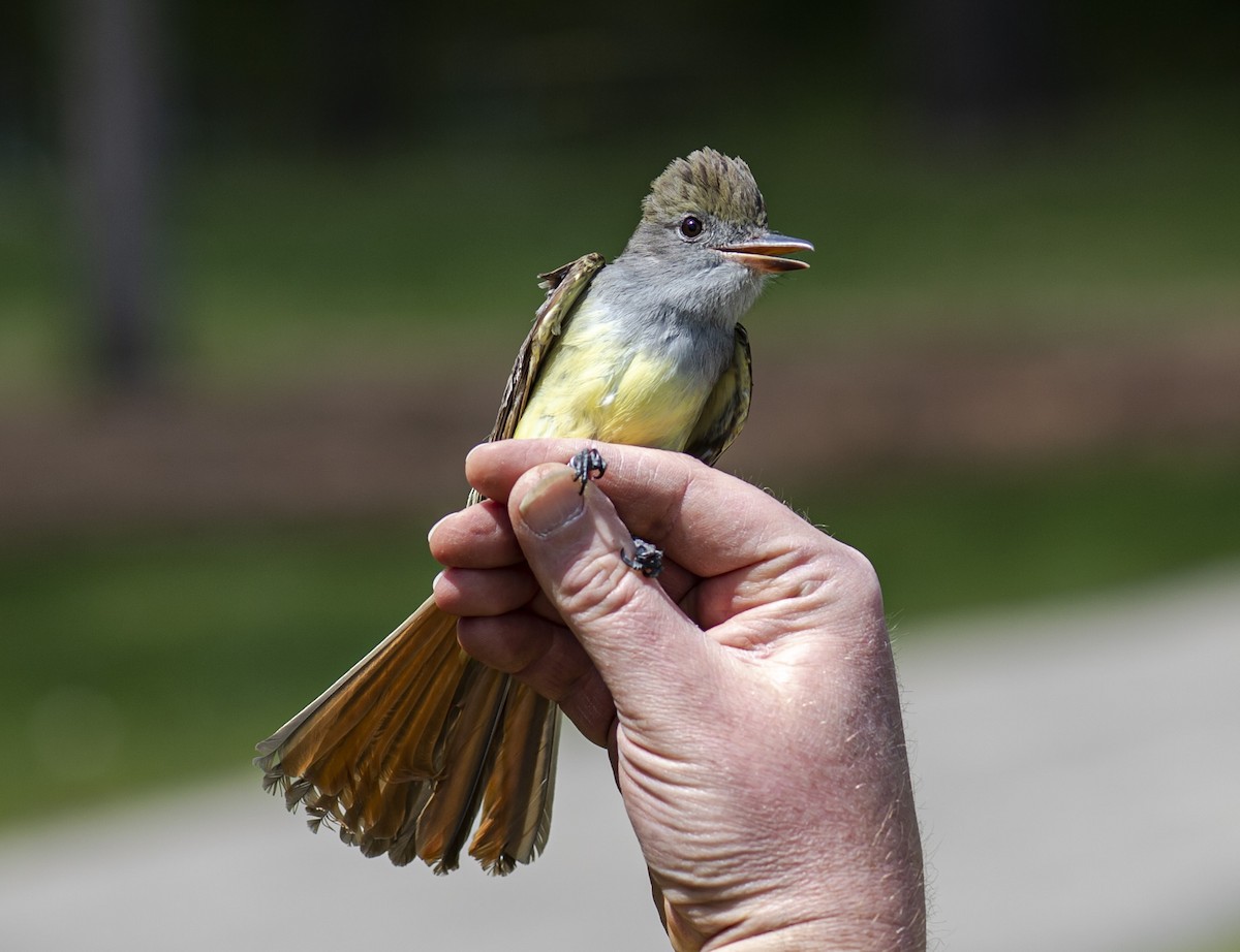 Great Crested Flycatcher - ML337530941