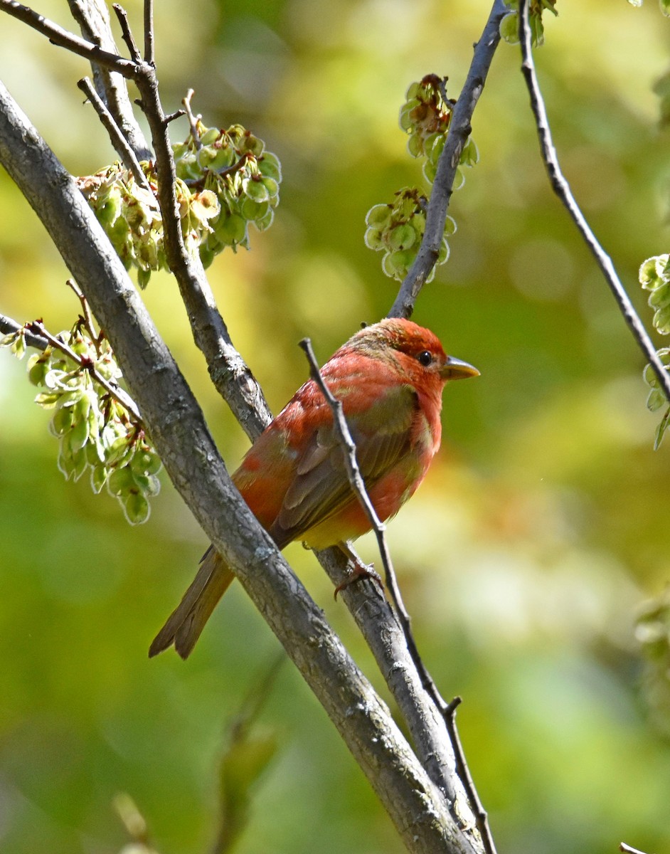 Summer Tanager - Andrew Gaerte