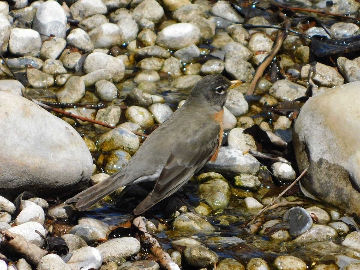 American Robin - ML337532171