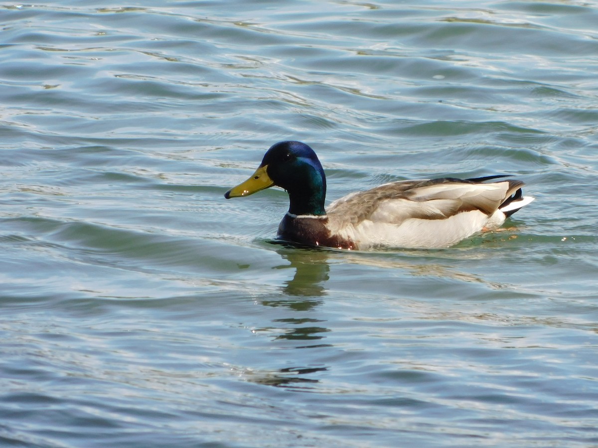 Mallard - Anonymous