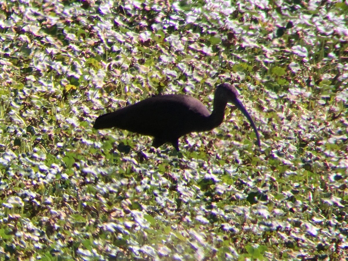 ibis americký - ML33753461