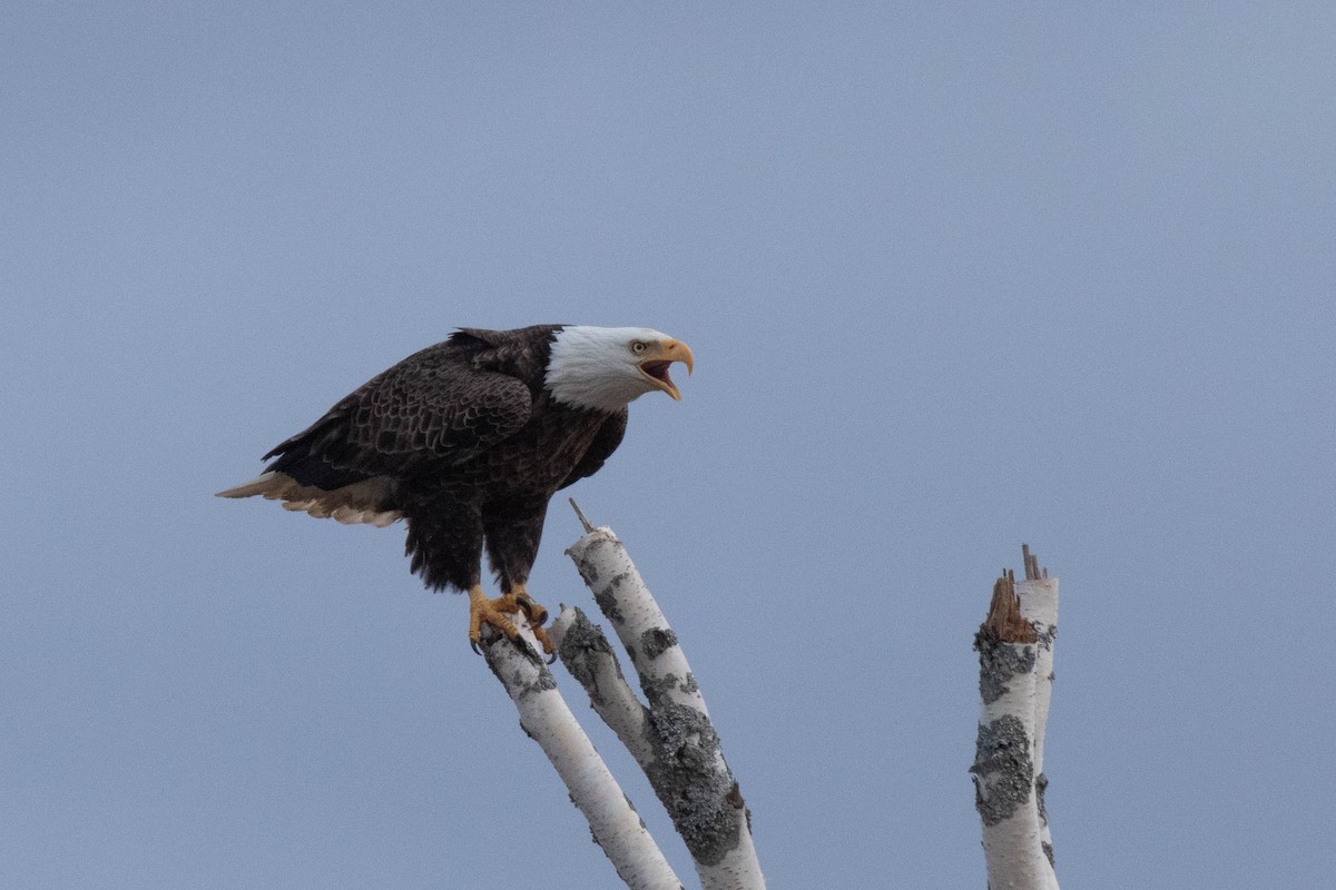 Bald Eagle - David McCorquodale