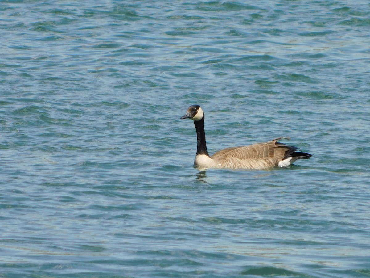 Canada Goose - Anonymous