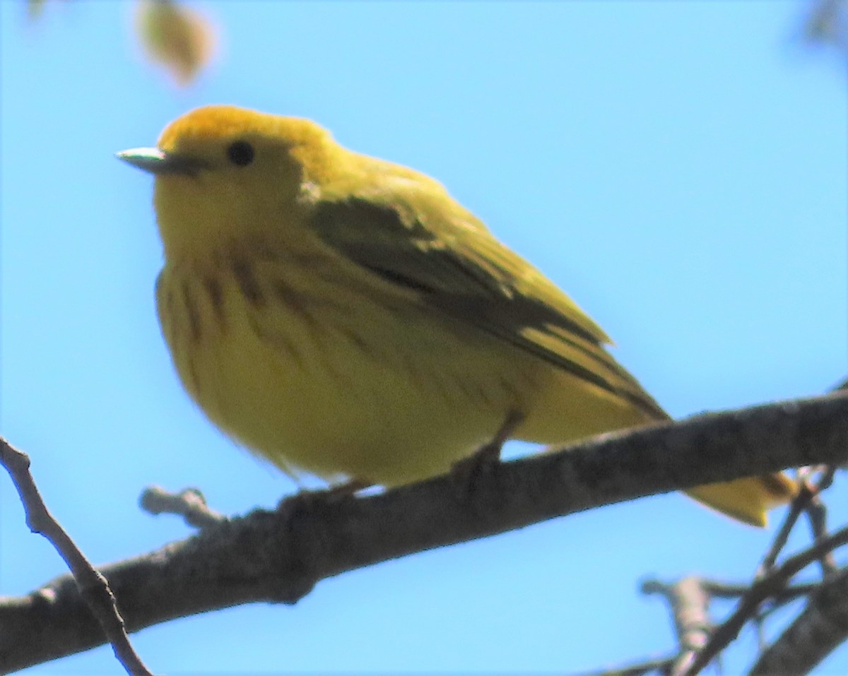 Paruline jaune - ML337535771