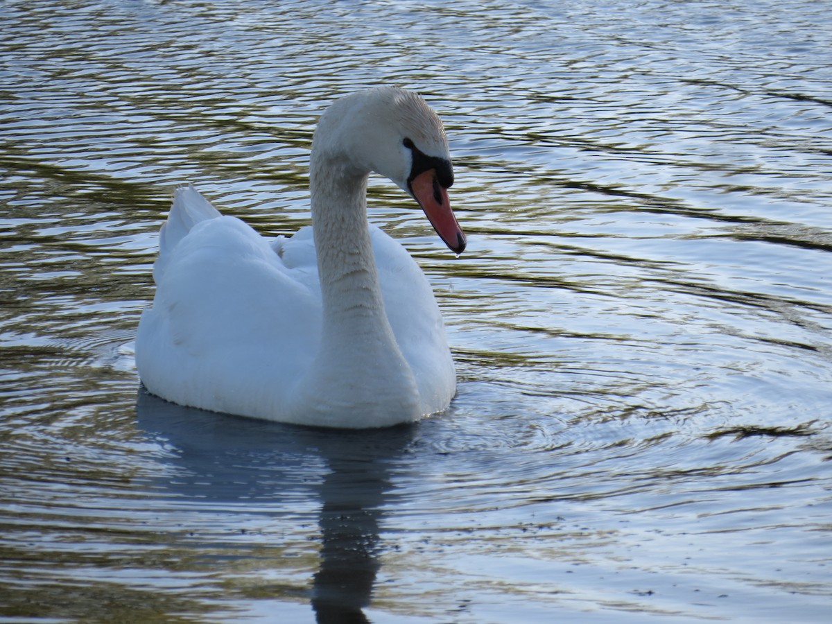 Cygne tuberculé - ML337537261