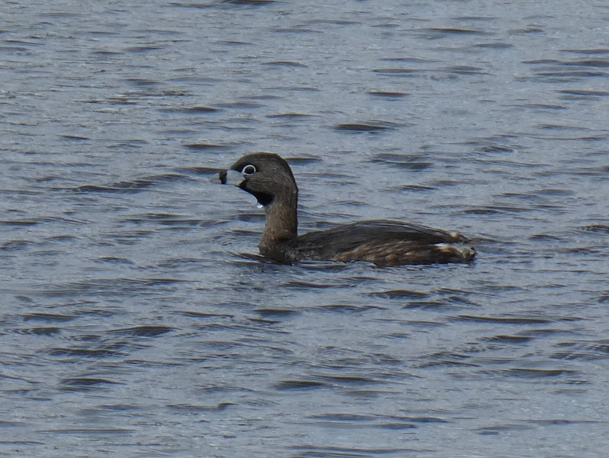 Pied-billed Grebe - ML337538371