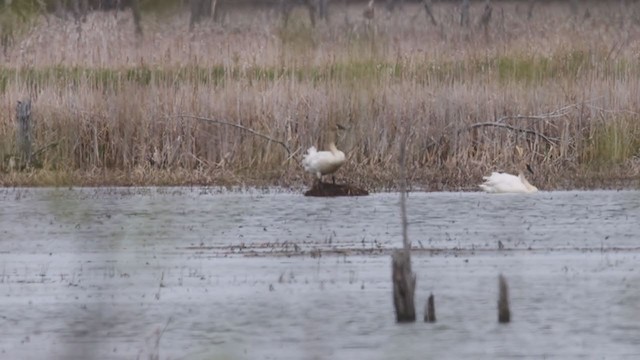 Trumpeter Swan - ML337539101