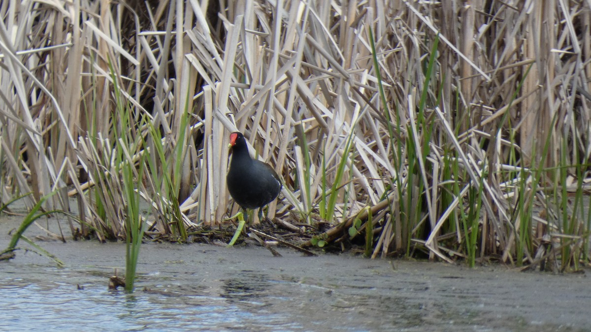 Common Gallinule - ML337539271