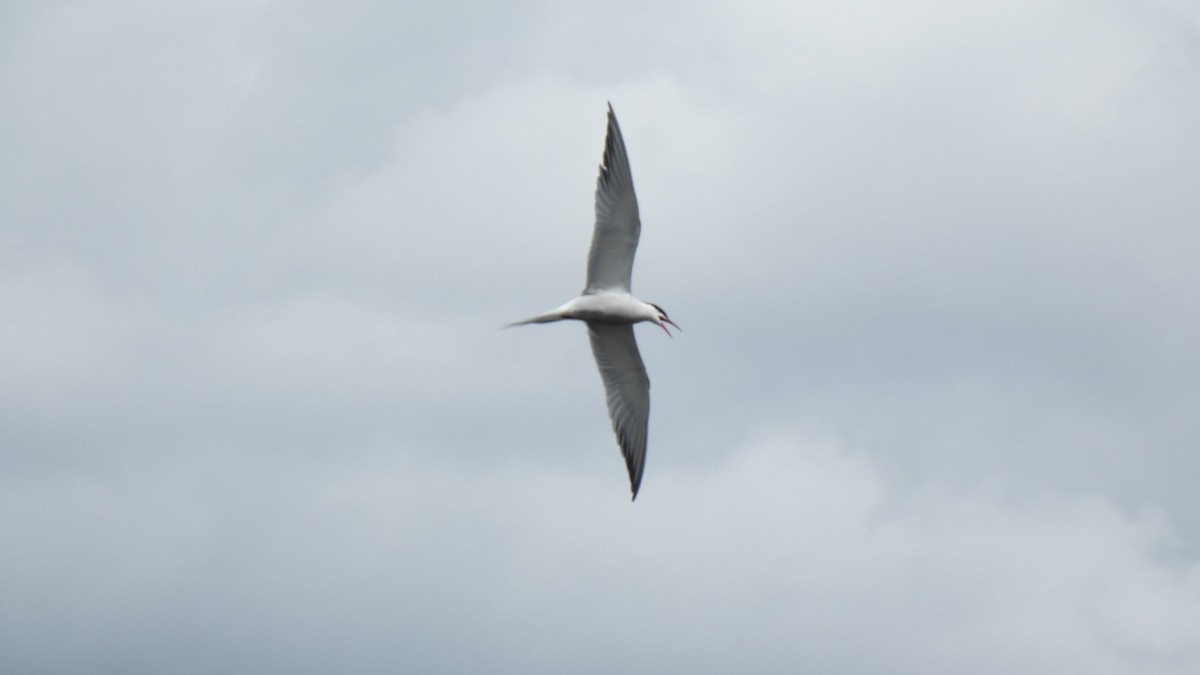 Common Tern - ML337539891