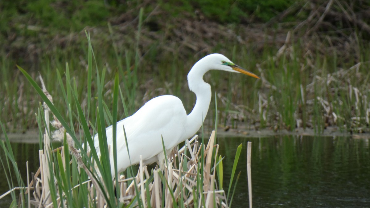 Great Egret - ML337540101