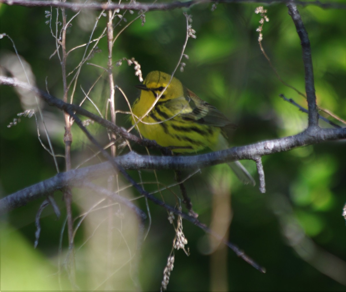 Prairie Warbler - ML337540111