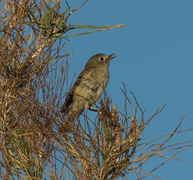 Ruby-crowned Kinglet - stevan brad