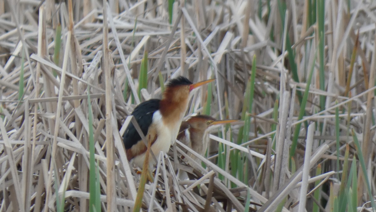 Least Bittern - ML337540541