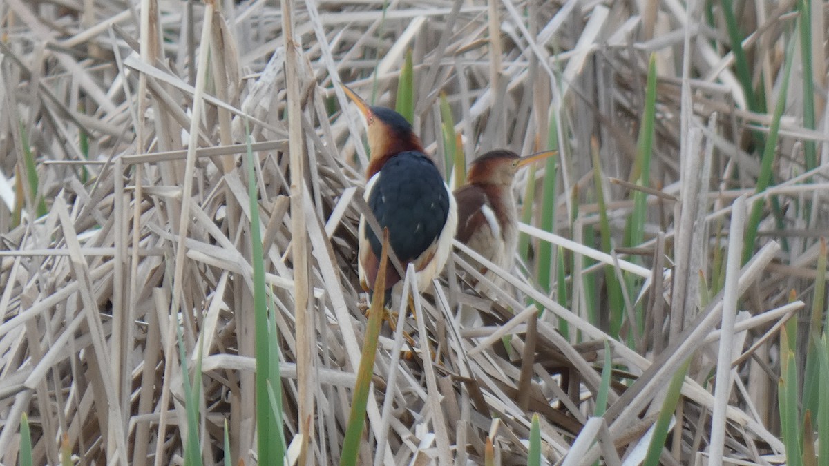 Least Bittern - ML337540571