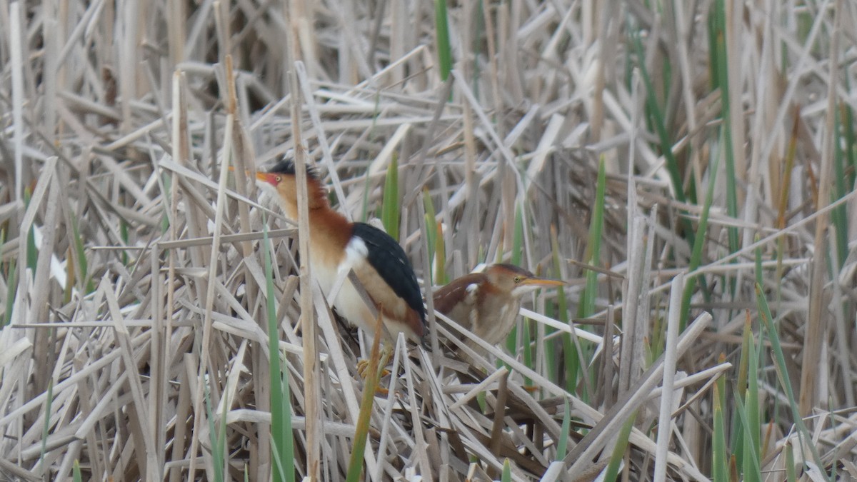 Least Bittern - ML337540641