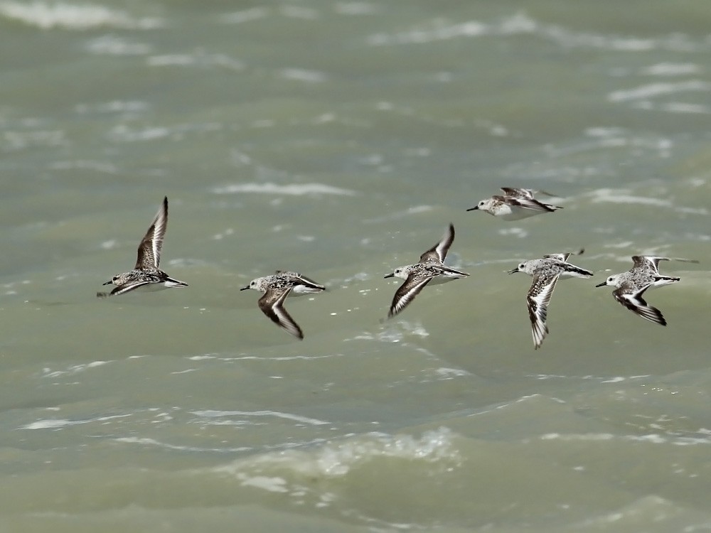 Sanderling - Adrien Mauss