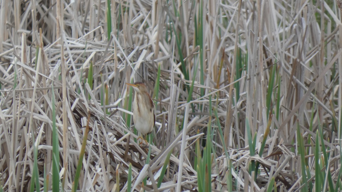 Least Bittern - ML337540841