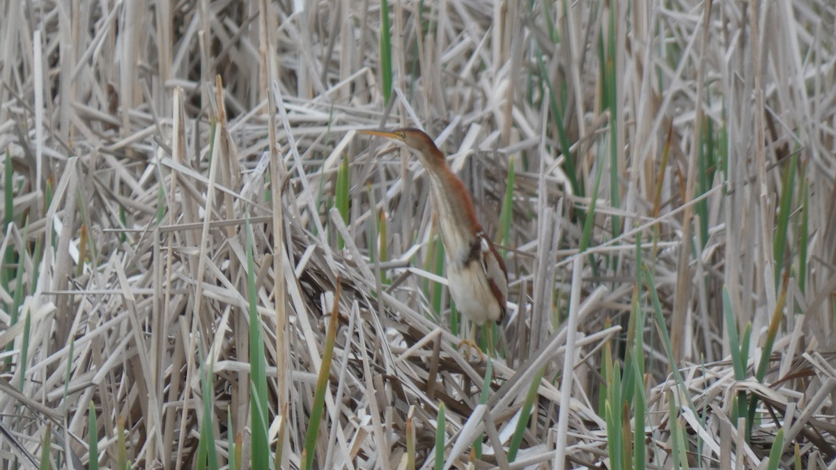 Least Bittern - ML337541111