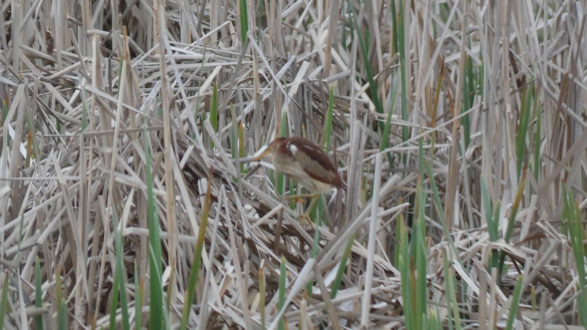 Least Bittern - ML337541221