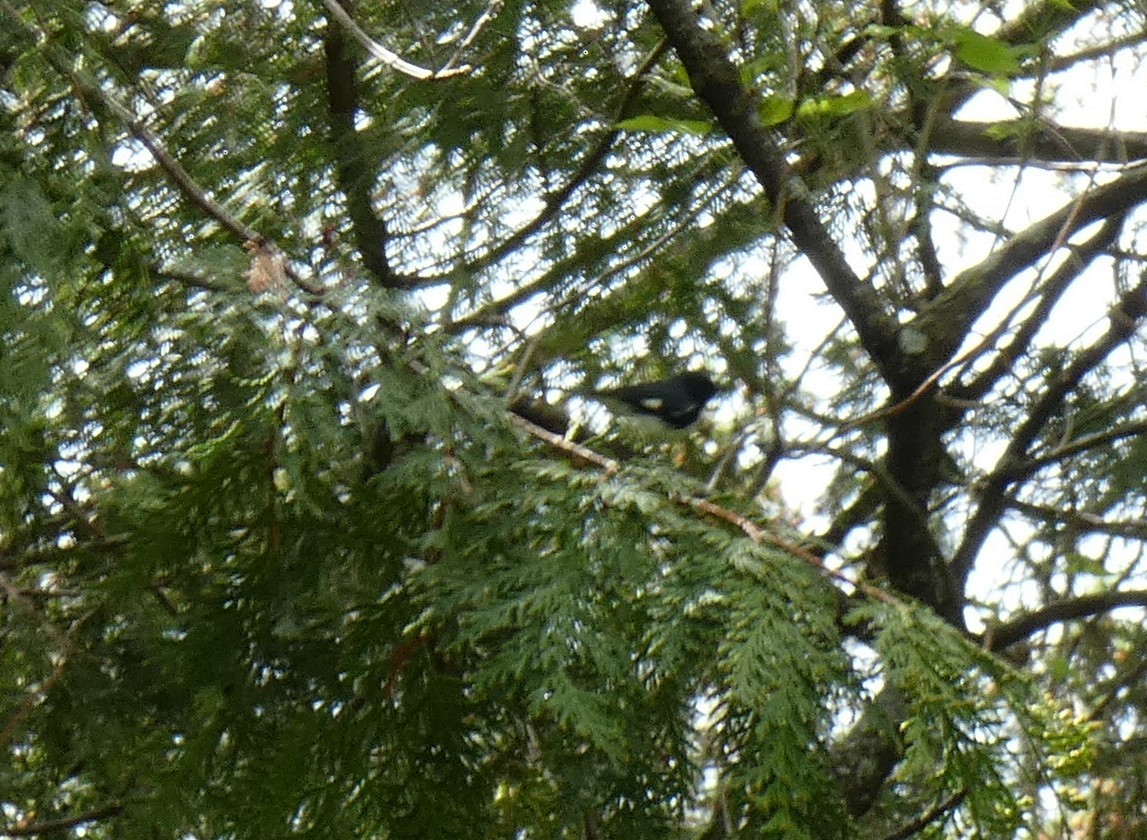 Black-throated Blue Warbler - ML337543051