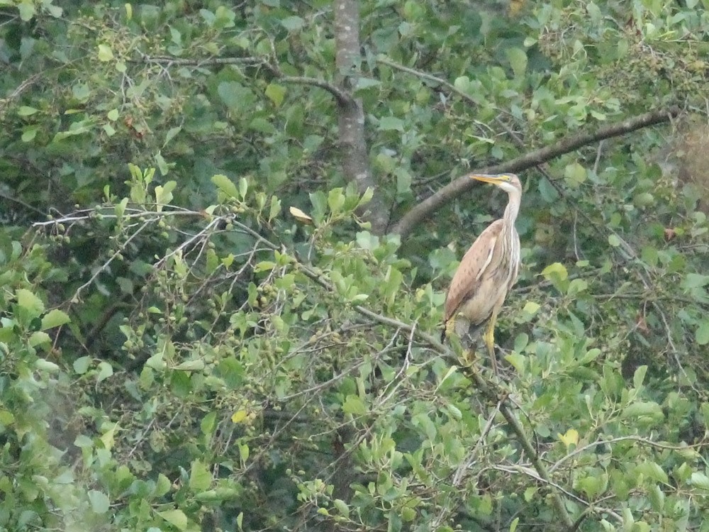 Purple Heron - ML33754321